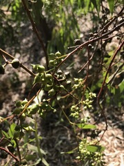 Eucalyptus camaldulensis