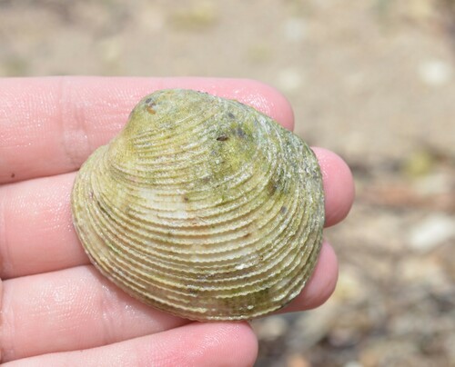 Caribbean Reef Clam