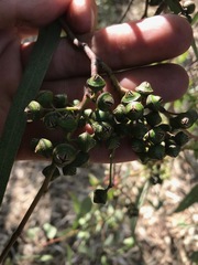 Eucalyptus camaldulensis