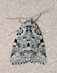 Bryolymnia viridata