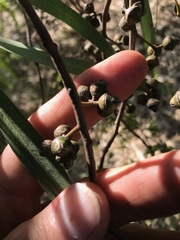 Eucalyptus camaldulensis