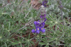 Lupinus grayi