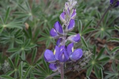 Lupinus grayi
