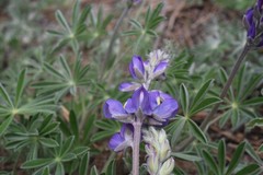 Lupinus grayi