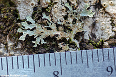 Parmelia pseudosulcata