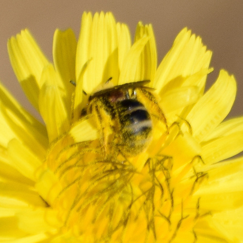 Titus's Sweat Bee photo 4