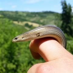 Chalcides chalcides