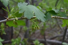 Ribes inerme