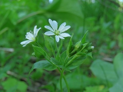 Stellaria bungeana