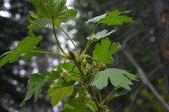 Ribes inerme