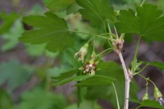 Ribes inerme