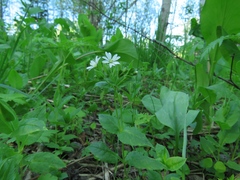 Stellaria bungeana