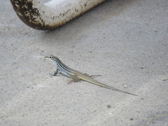 Aspidoscelis scalaris