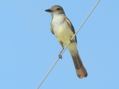 Myiarchus tyrannulus