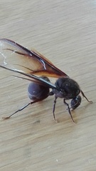 Atta cephalotes