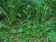 Myosotis krylovii