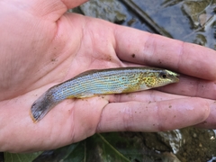 Northern Studfish photo 5