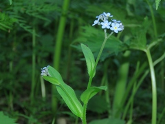Myosotis krylovii