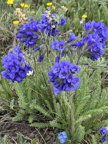 Sticky polemonium (Polemonium viscosum)