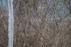 Tabernaemontana glabra