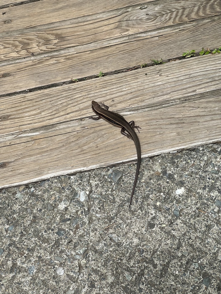 Far Eastern Skink from Hakone Retreat före, Hakone, Kanagawa, JP on ...