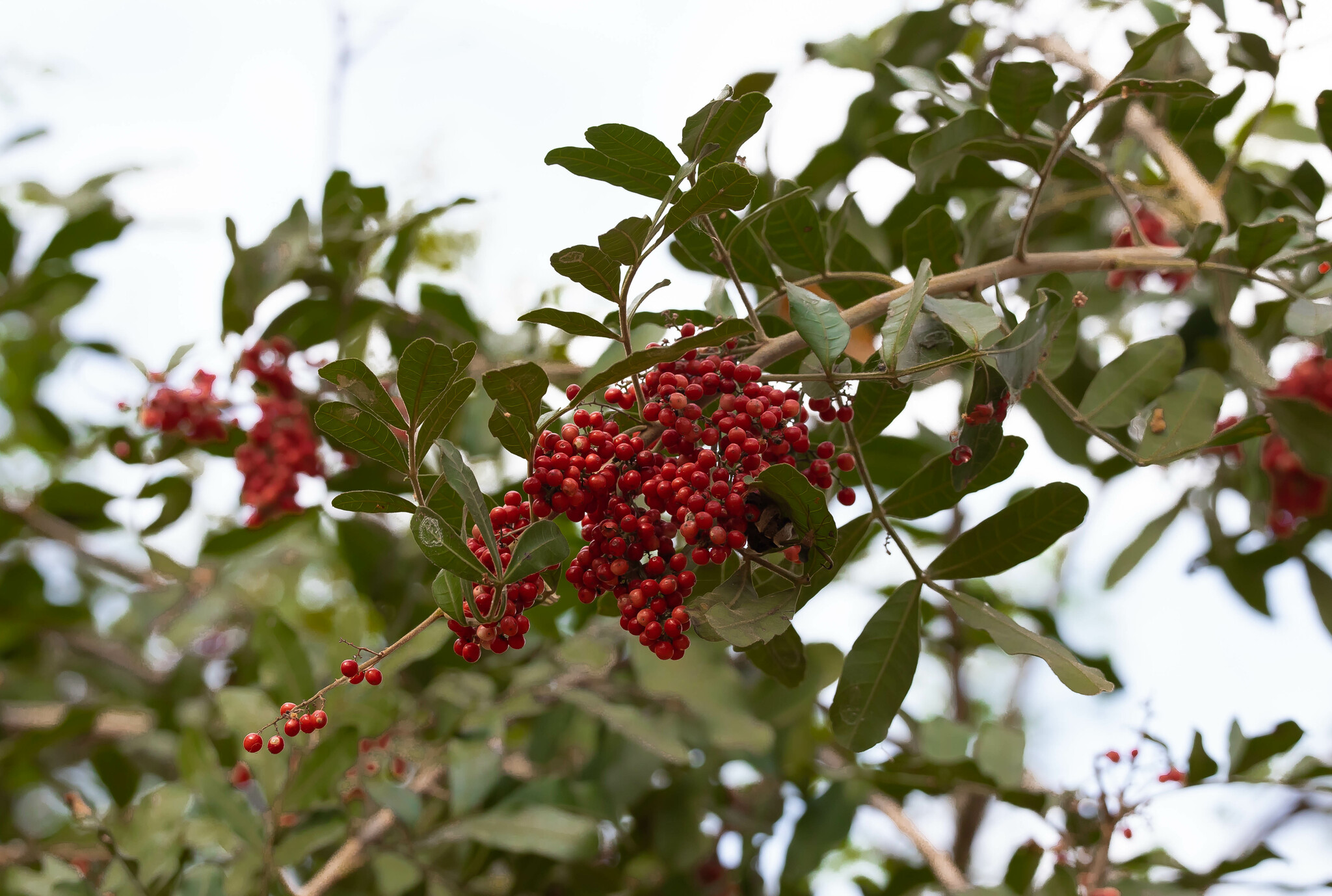 Schinus terebinthifolia