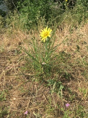 Tragopogon dubius