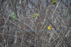 Tabernaemontana glabra