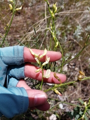 Astragalus cusickii
