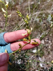 Astragalus cusickii