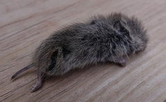 Microtus ochrogaster