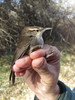 Seattle Bewick's Wren - Photo (c) Sean Cozart, some rights reserved (CC BY-NC), uploaded by Sean Cozart