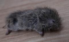 Microtus ochrogaster