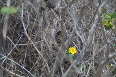 Tabernaemontana glabra