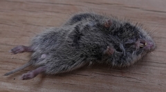 Microtus ochrogaster