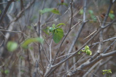 Tabernaemontana glabra