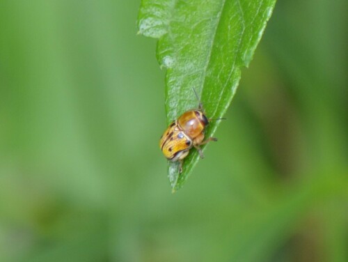 Griburius larvatus photo 5