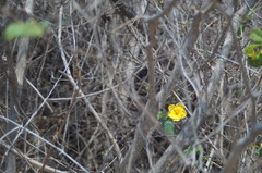 Tabernaemontana glabra