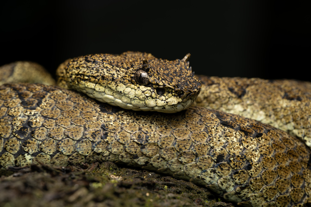 Mexican Horned Pit Viper