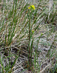 Erysimum inconspicuum