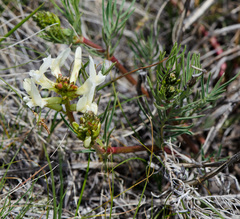 Astragalus pectinatus