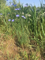 Linum lewisii