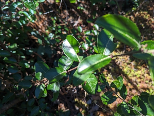 Image of Ilex coriacea by (c) Caleb Catto, some rights reserved (CC BY)