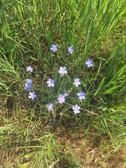 Linum lewisii