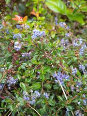 Ceanothus foliosus