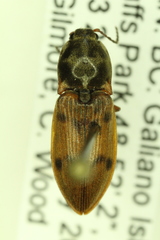 Stropenron pudica