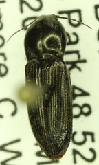 Cardiophorus