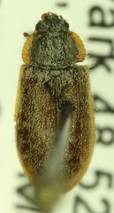 Eronyxa pallida