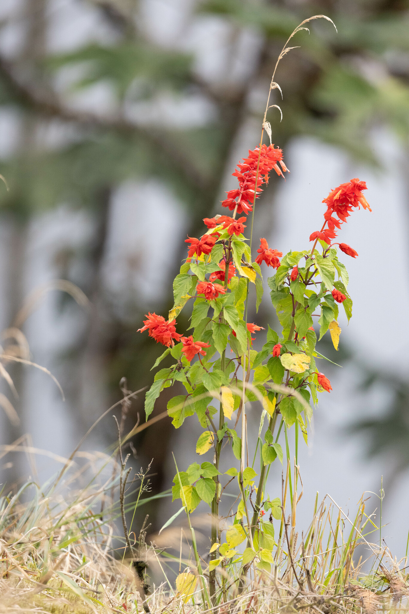Imagem de Salvia vermelha