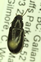 Nalassus convexulus